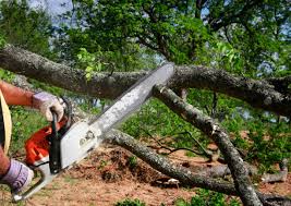 Best Seasonal Cleanup (Spring/Fall)  in Hatboro, PA