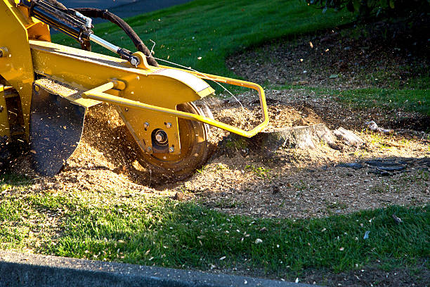 Best Tree Trimming and Pruning  in Hatboro, PA